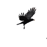 Để tiết kiệm chi phí dọn rác, Thuỵ Điển sẽ dùng quạ để nhặt tàn thuốc lá