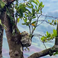 The creepy secret inside one of Vietnam's strangest and rarest plants