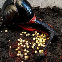 Chiêm ngưỡng loài ốc sên lửa khổng lồ chỉ tìm thấy ở bán đảo của Malaysia