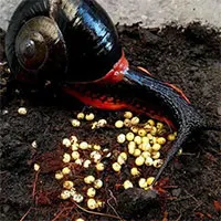 Chiêm ngưỡng loài ốc sên lửa khổng lồ chỉ tìm thấy ở bán đảo của Malaysia