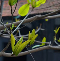 Thực hư thông tin cây bàng có tác dụng chữa bệnh, cứu sống hàng trăm chiến sỹ tại Nhà tù Hỏa Lò