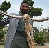 Cận cảnh đôi tai dài gần 50cm có một không hai của chú dê ở Pakistan