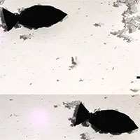 Các nhà khoa học công bố robot cá có thể ăn vi nhựa trong nước biển