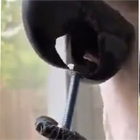 Chú vẹt thông minh trổ tài dùng lưỡi vặn bu lông cực đỉnh