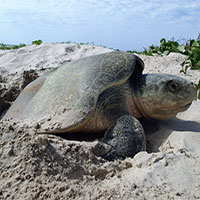 Điều chưa xảy ra thời hiện đại: Rùa biển hiếm nhất thế giới đẻ trứng ở Texas