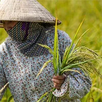 "Lúa ma" xuất hiện ở Hà Nam do lai tạp giống