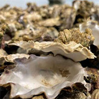 Nghêu, sò, ốc, hến... chết hàng loạt ở Mỹ vì nắng nóng