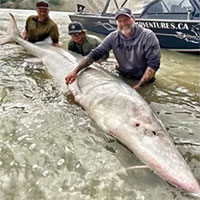 Nhóm ngư dân bắt được cá tầm 100 tuổi trên sông Canada