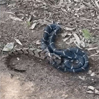 Rắn đuôi chuông 