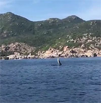 Cá voi đang săn mồi xuất hiện ở Cam Ranh