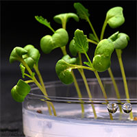 Các nhà khoa học thử nghiệm trồng thực phẩm hoàn toàn trong bóng tối