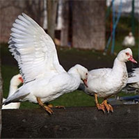 Lần đầu tiên phát hiện virus cúm gia cầm độc lực cao ở Bắc Cực