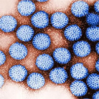 Virus tồn tại trong nước ngọt bằng cách bám vào hạt nhựa