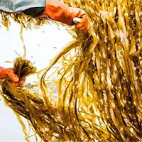 Trong tương lai, chúng ta có thể ăn rong biển thay cho thịt động vật