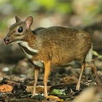 Ghi nhận loài cheo cheo Nam Dương tại Khu bảo tồn thiên nhiên Hòn Bà