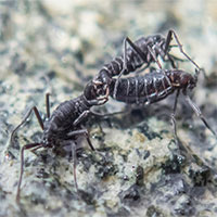 Côn trùng bản địa duy nhất ở Nam Cực có thể tuyệt chủng