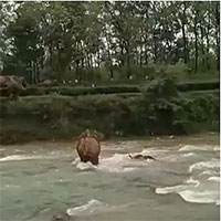 Kịch tính khoảnh khắc voi mẹ cứu con khỏi bị chết đuối khi băng qua sông