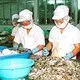 Ứng dụng công nghệ sinh học trong ngành chế biến