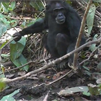 Phát hiện một loài 