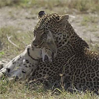 Báo châu Phi hạ gục linh miêu đồng cỏ trong chớp mắt