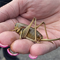 Hạn hán tạo điều kiện cho dế khổng lồ 