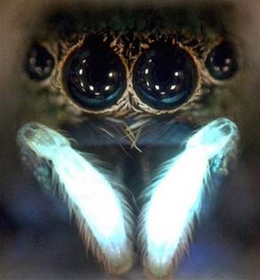 Ánh sáng kích thích ham muốn tình dục ở loài nhện