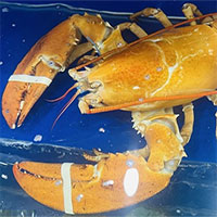 Tôm hùm vàng quý hiếm lần đầu xuất hiện ở Việt Nam