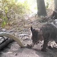 Linh miêu tử chiến rắn đuôi chuông và cái kết không mấy bất ngờ