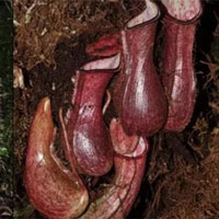 Phát hiện loài cây độc lạ chuyên gia bẫy con mồi dưới lòng đất