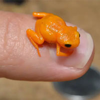 Loài ếch tội nghiệp nhất hành tinh: Nhỏ chỉ bằng cái móng tay, tiến hóa xong thì mất luôn bản năng nhảy