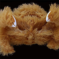 Phát hiện loài cua mới mặc 