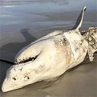 Quái vật tiêu diệt Megalodon đang bị loài đáng sợ hơn tàn sát