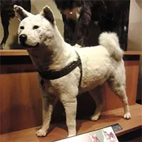 Những chuyện ít người biết về Hachiko - chú chó đứng ở sân ga 10 năm đợi chủ