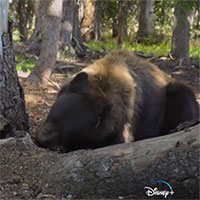 Gấu đen trộm kho hạt bí mật của sóc