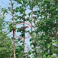 Báo hoa mai rơi cắm đầu xuống đất sau cú nhảy "chuyền cành" bắt khỉ con