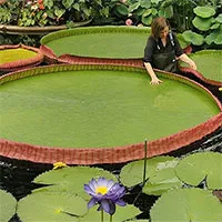 Anh phát hiện loài hoa súng khổng lồ mới, lá rộng 3 mét, sống được 177 năm