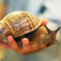 Loài ốc sên khổng lồ mang ký sinh trùng gây bệnh viêm màng não ở người