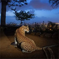 Khi những siêu đô thị trở thành thiên đường của loài báo