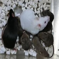 Chuột nhân bản đầu tiên ra đời từ da chết: Triển vọng hồi sinh quái vật tiền sử