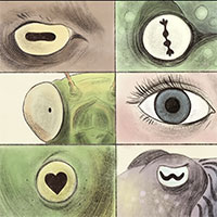 Tại sao đồng tử loài mèo nằm dọc còn đồng tử loài dê lại nằm ngang?