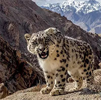 Báo tuyết hiếm bất ngờ xuất hiện ở vùng núi Ấn Độ