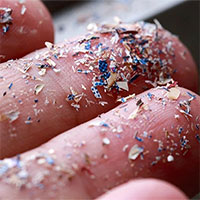 Tìm thấy hạt vi nhựa ở nơi không thể ngờ tới