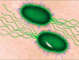 Động cơ chế tạo từ vi khuẩn