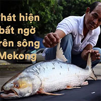 Campuchia bất ngờ phát hiện cá chép hồi khổng lồ trên sông Mekong sau 20 năm