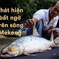 Campuchia bất ngờ phát hiện cá chép hồi khổng lồ trên sông Mekong sau 20 năm "vắng bóng"