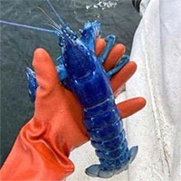 Phát hiện tôm hùm xanh hai triệu con mới có một