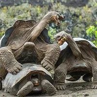 Loài vật "yêu hòa bình" hàng top trong thế giới động vật: Không ưa xô xát, "tỉ thí" bằng cách so kè một thứ