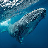 Cá voi lưng gù biết 