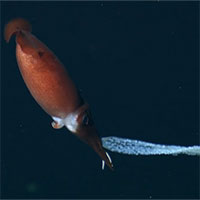 Hình ảnh hiếm thấy: Mực mẹ ôm ổ trứng ở độ sâu gần 1.400m