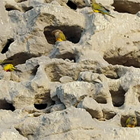 Quần thể vẹt đào hang lớn nhất thế giới